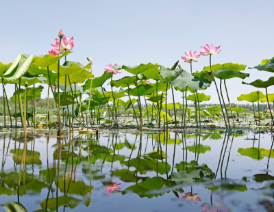 桂花焦糖烤奶
